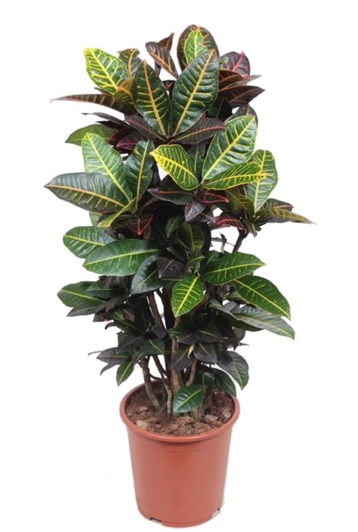 Monstera Siltepecana