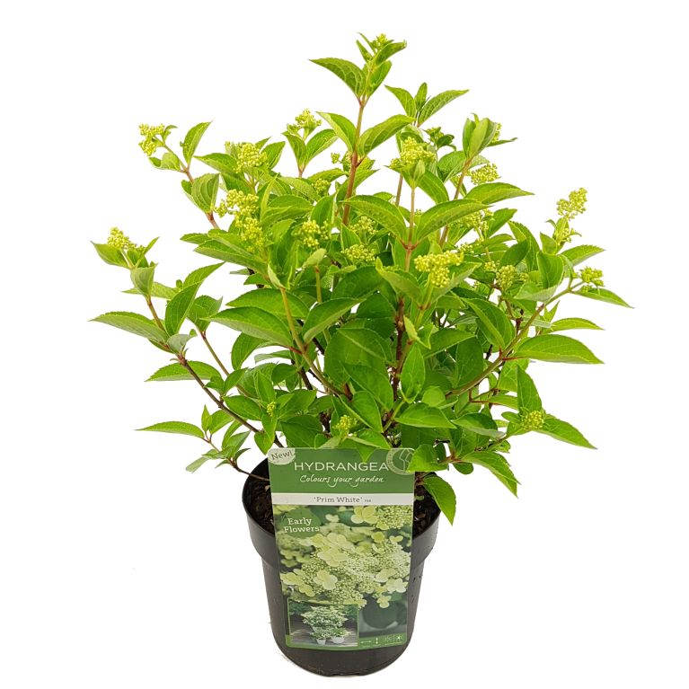 Syngonium Red Spot blad