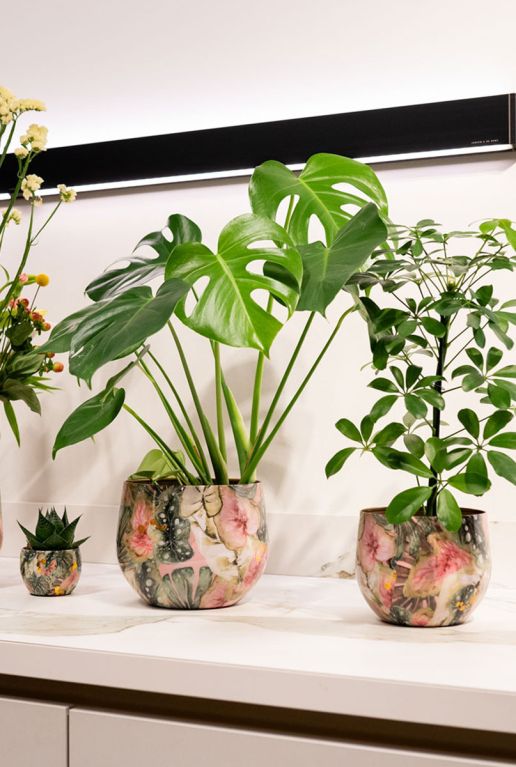 Syngonium Pink Splash