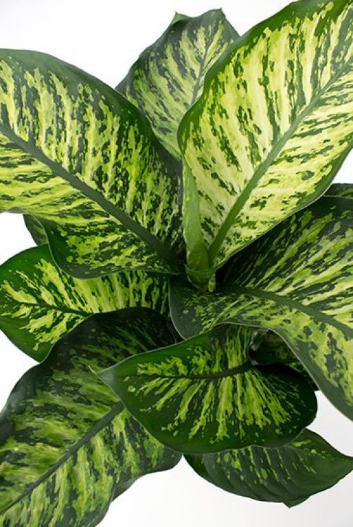 Alocasia Branchifolia Pink Passion blad