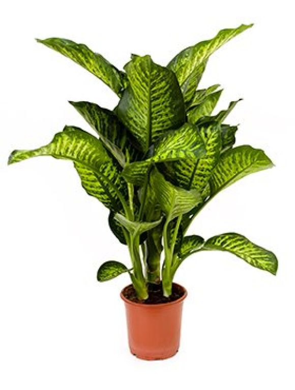 Syngonium Red Spot blad