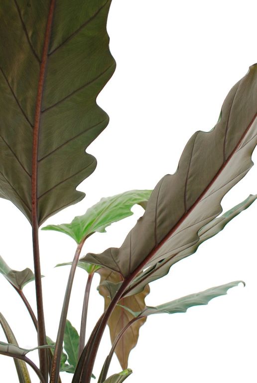Monstera Siltepecana
