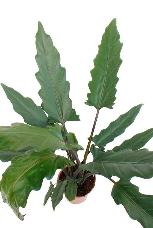 Alocasia Branchifolia Pink Passion blad