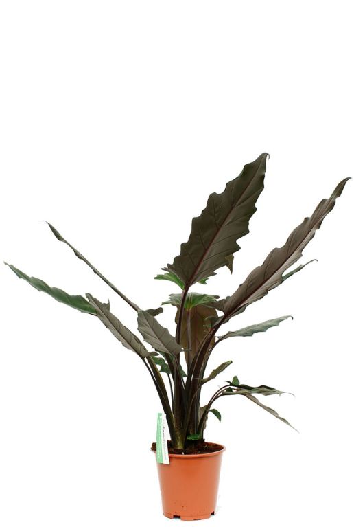 Philodendron Plowmanii