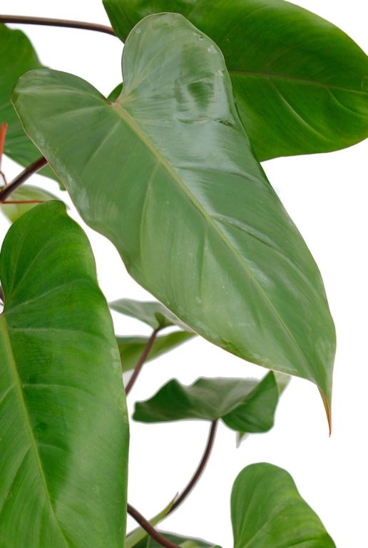 Alocasia Branchifolia Pink Passion blad