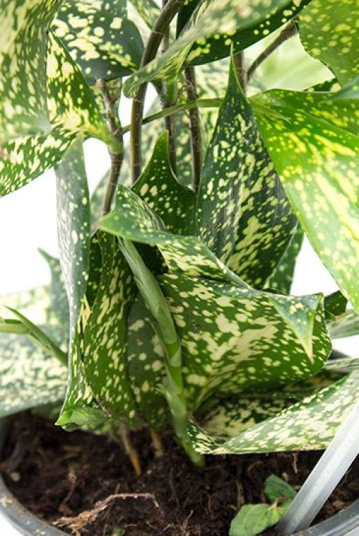 Monstera Siltepecana