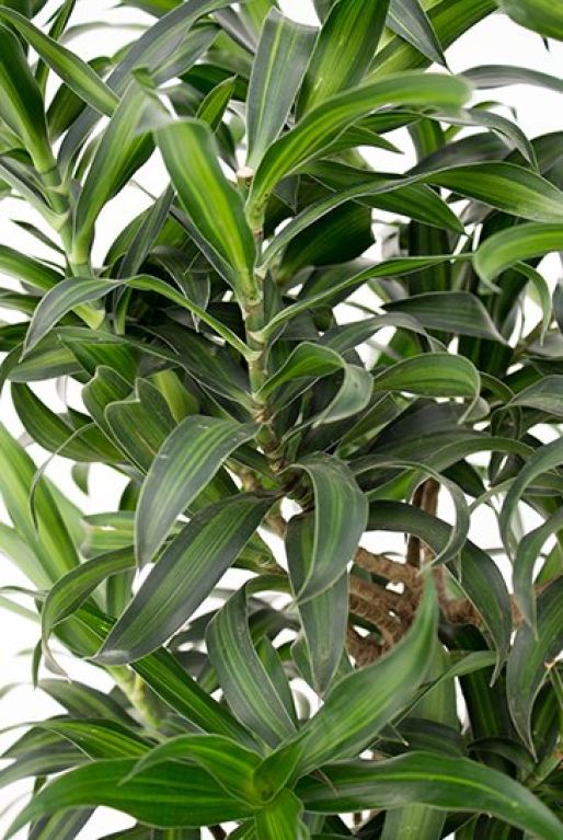 Hoya Krohniana Silver blad