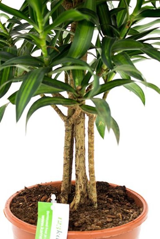 Monstera Siltepecana