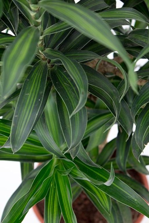 Alocasia Branchifolia Pink Passion blad