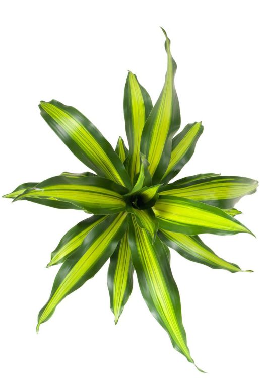 Hoya Krohniana Silver blad