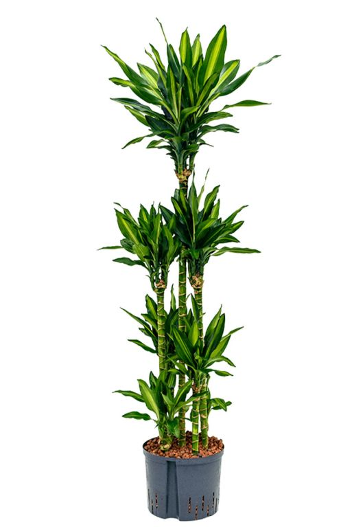Monstera Siltepecana