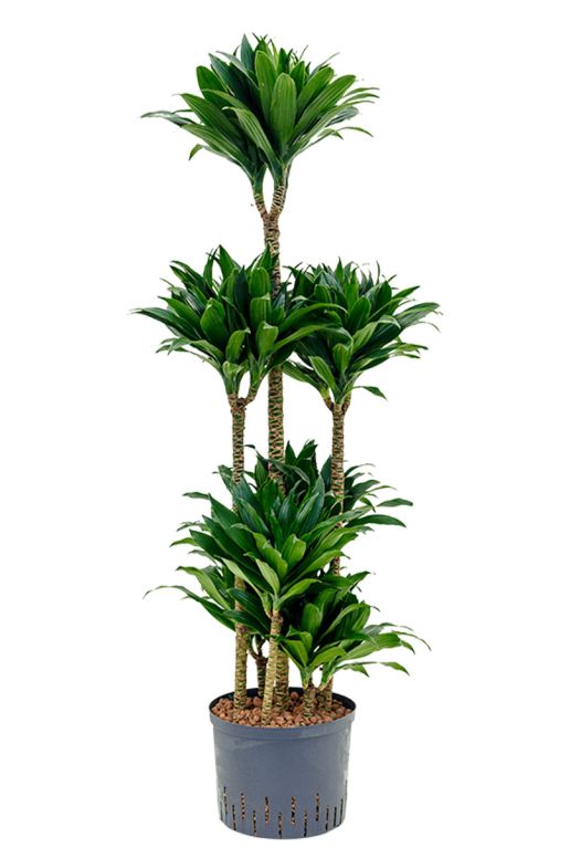 Syngonium Pink Splash