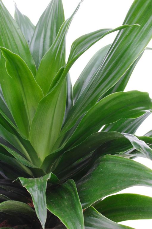 Alocasia Branchifolia Pink Passion blad