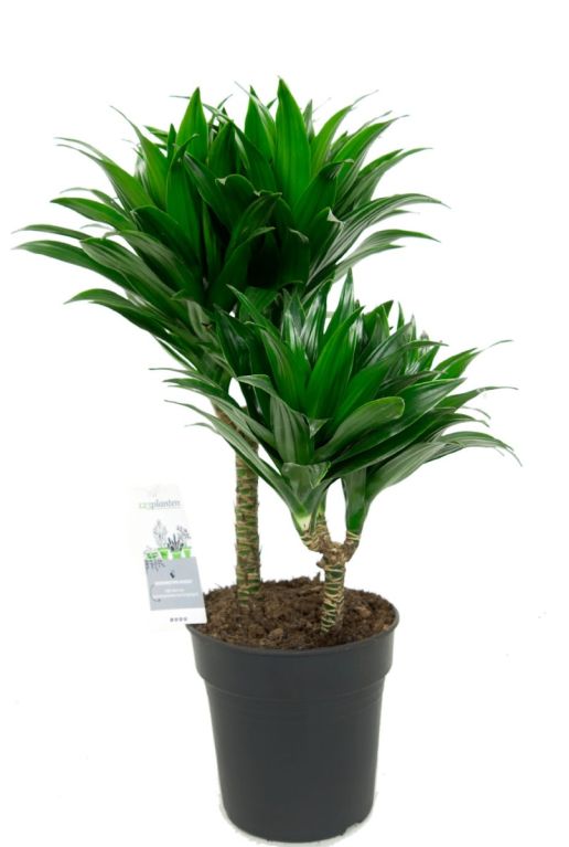 Syngonium Red Spot blad