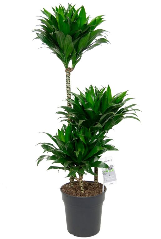 Scindapsus Treubii Dark plant