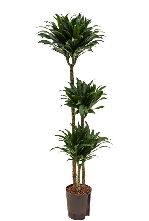 Epipremnum Pinnatum Global Green