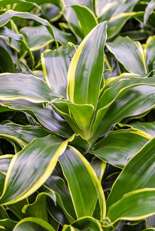 Scindapsus Treubii Dark plant