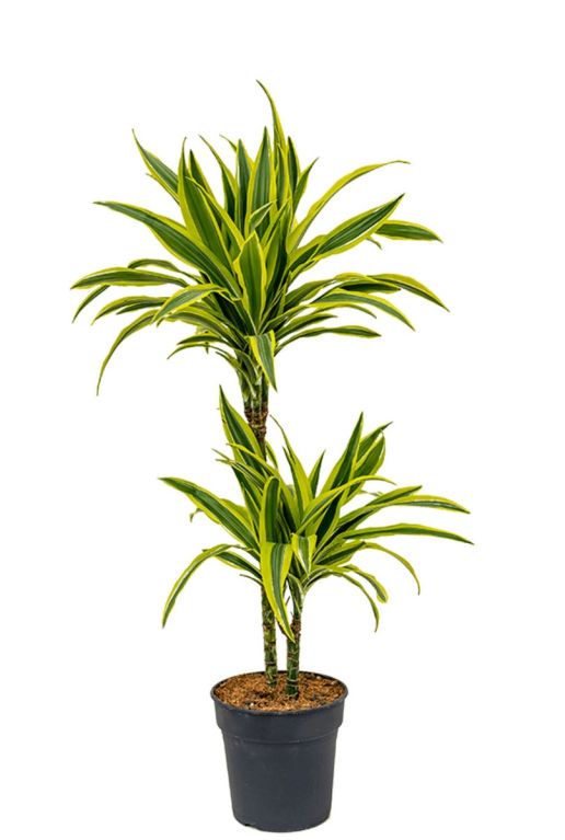 Dracaena fragrans lemon lime plant