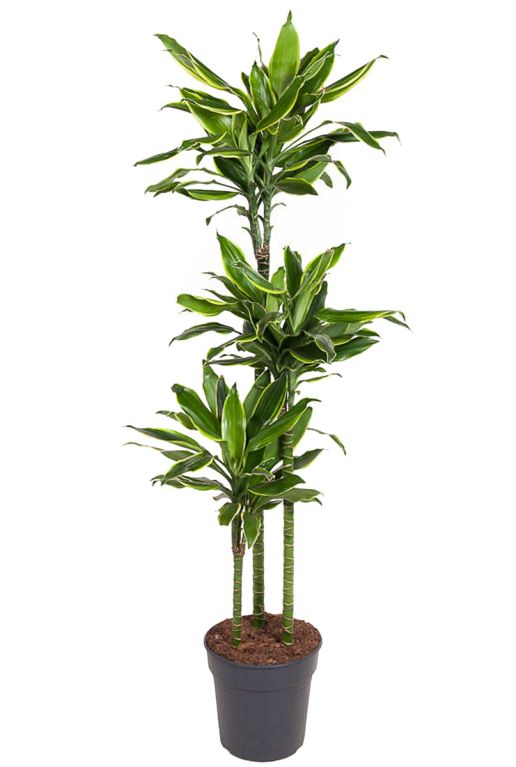 Solanum Evolvulifolium - P10