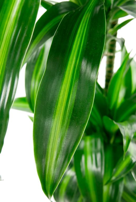 Epipremnum Pinnatum Global Green