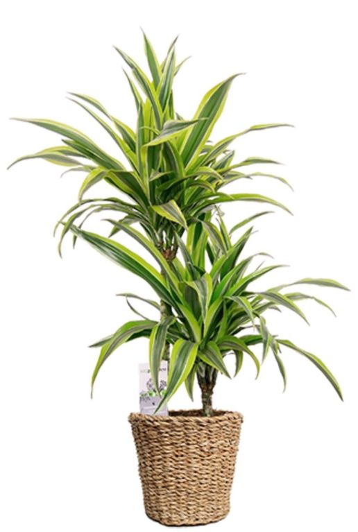 Plantes dans un panier tressé