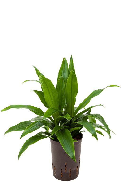 Syngonium Pink Splash