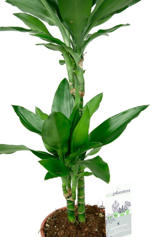 Dracaena janet lind