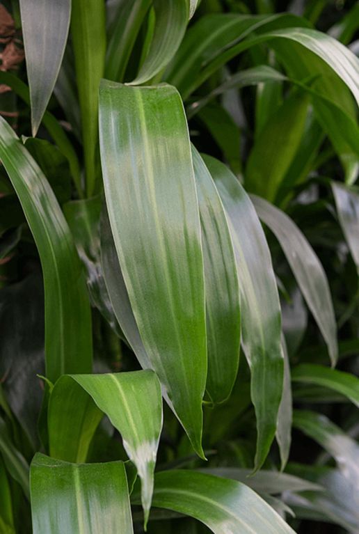 Monstera Siltepecana