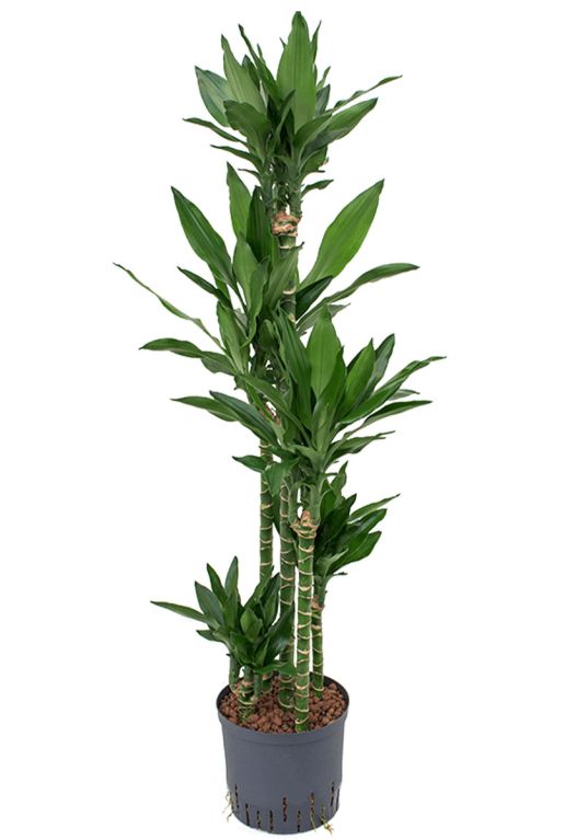Hoya Krohniana Silver blad