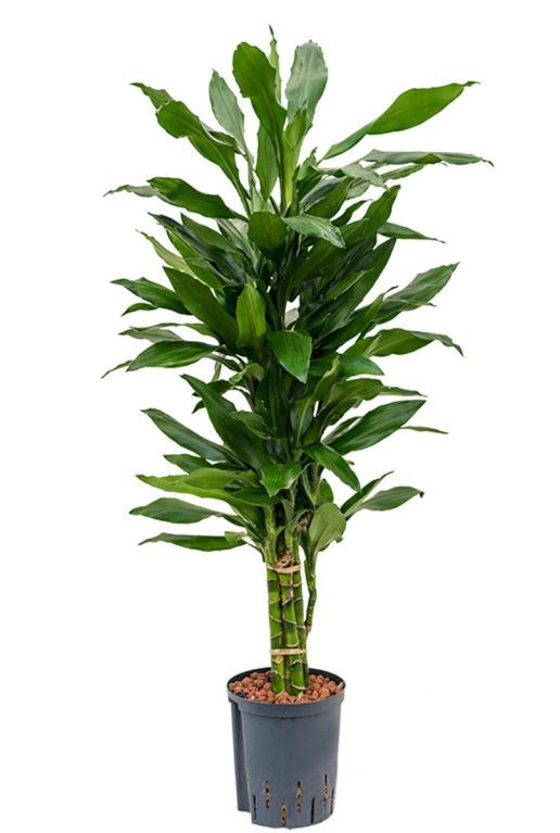 Dracaena janet lind orange graines