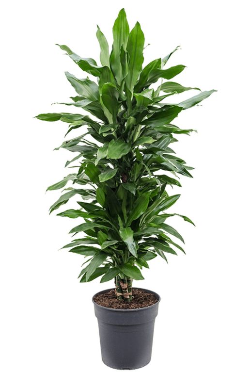 Monstera Siltepecana