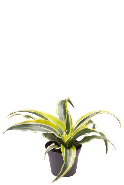 Dracaena lemon