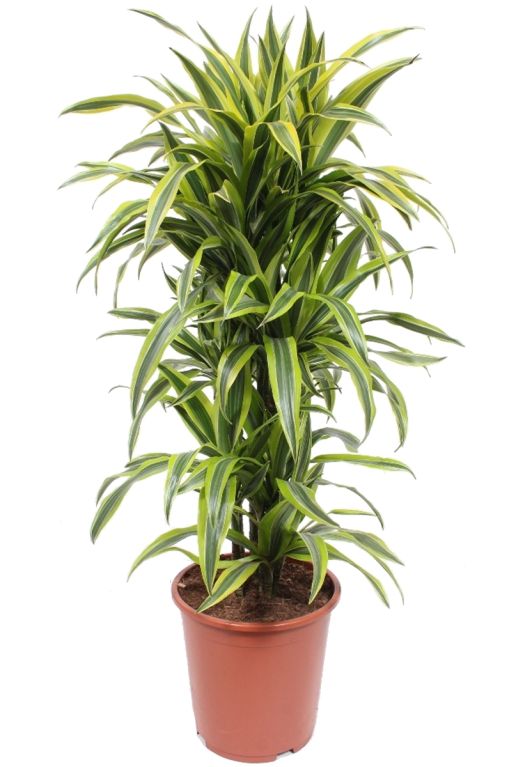 Philodendron Brandtianum