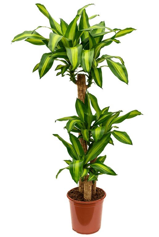 Monstera Siltepecana
