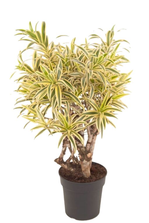 Hoya Krohniana Silver blad