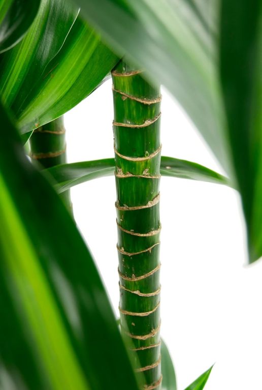 Monstera Siltepecana