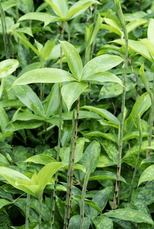 Syngonium Red Spot blad