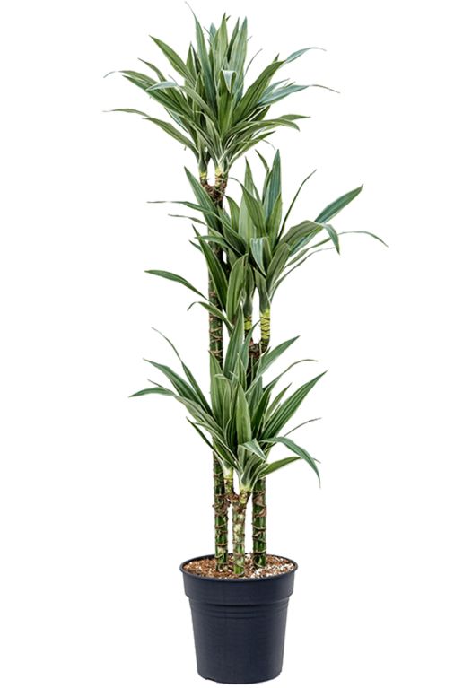 Dracaena warneckei 4