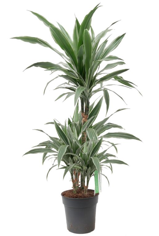 Dracaena warneckei 4stam