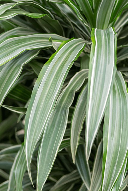 Epipremnum Pinnatum Global Green blad