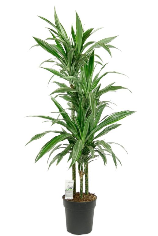 Monstera Siltepecana