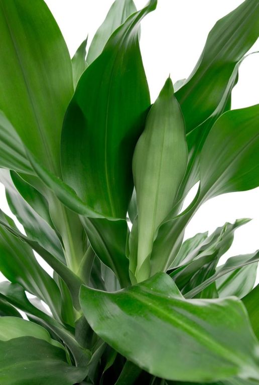 Alocasia Branchifolia Pink Passion blad