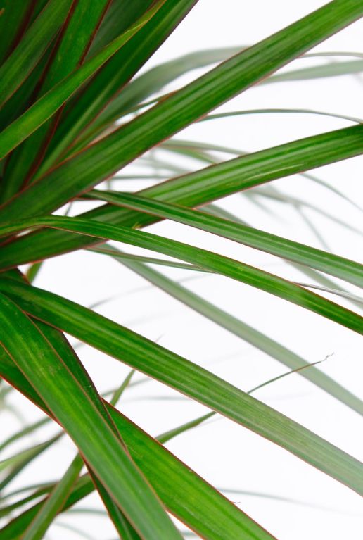 Scindapsus Treubii Dark plant