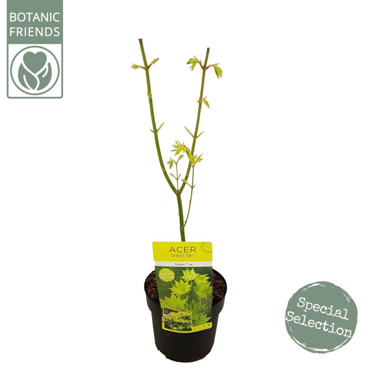 Epipremnum Pinnatum Global Green