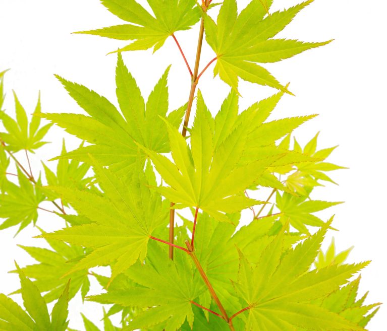 Scindapsus Treubii Dark plant