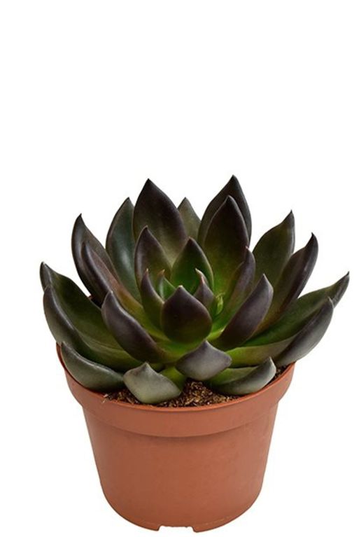 Hoya Krohniana Silver blad