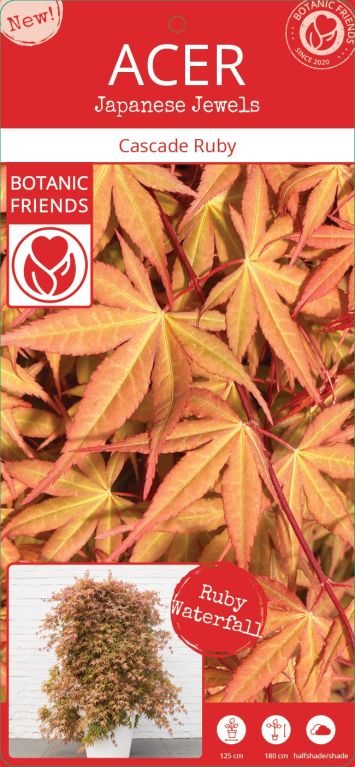 Syngonium Red Spot blad