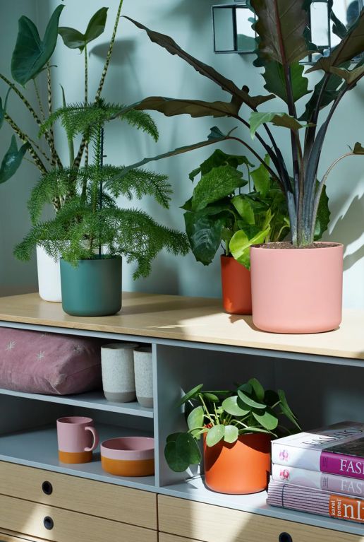Syngonium Pink Splash