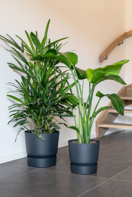 Monstera Siltepecana