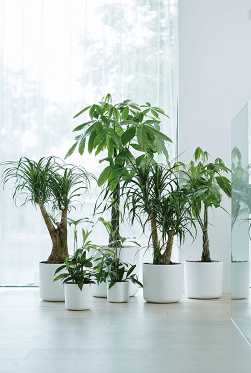 Epipremnum Pinnatum Global Green